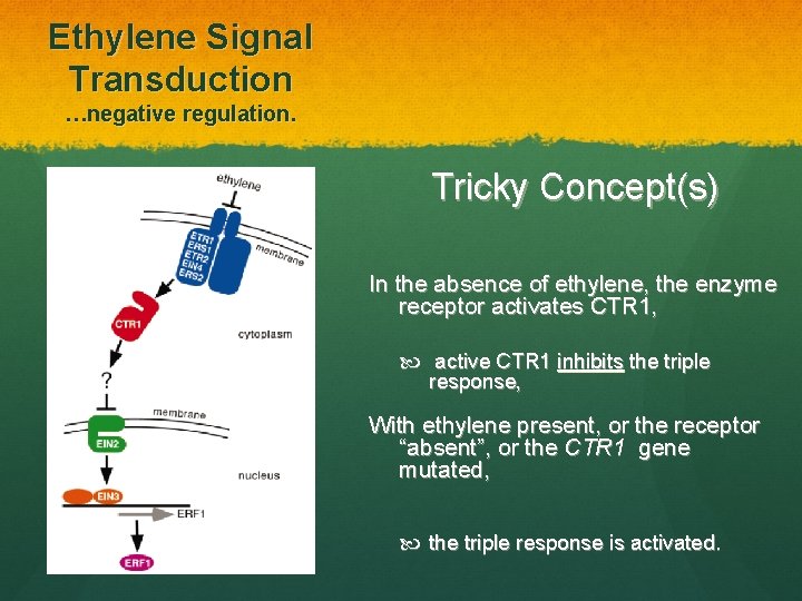 Ethylene Signal Transduction …negative regulation. Tricky Concept(s) In the absence of ethylene, the enzyme