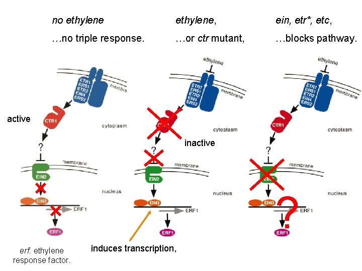 no ethylene, ein, etr*, etc, …no triple response. …or ctr mutant, …blocks pathway. active