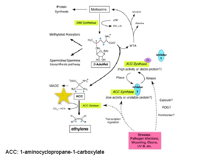 ACC: 1 -aminocyclopropane-1 -carboxylate 