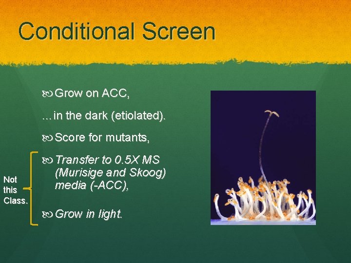 Conditional Screen Grow on ACC, …in the dark (etiolated). Score for mutants, Not this