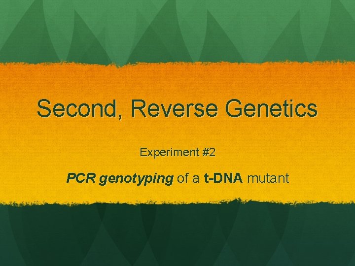 Second, Reverse Genetics Experiment #2 PCR genotyping of a t-DNA mutant 