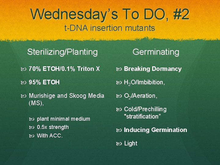 Wednesday’s To DO, #2 t-DNA insertion mutants Sterilizing/Planting Germinating 70% ETOH/0. 1% Triton X