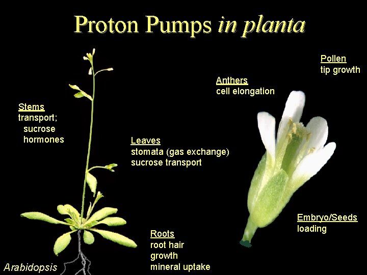 Proton Pumps in planta Pollen tip growth Anthers cell elongation Stems transport; sucrose hormones