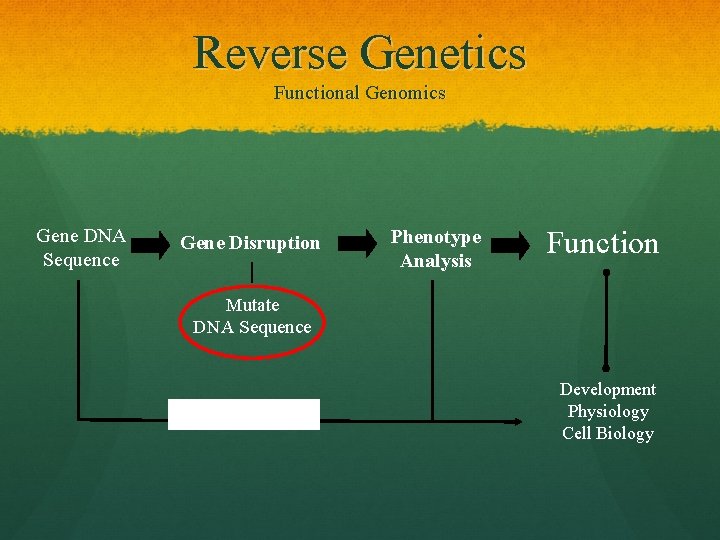 Reverse Genetics Functional Genomics Gene DNA Sequence Gene Disruption Phenotype Analysis Function Mutate DNA