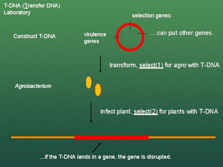 T-DNA (Transfer DNA) Laboratory Construct T-DNA selection genes virulence genes …can put other genes.