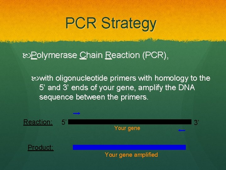 PCR Strategy Polymerase Chain Reaction (PCR), with oligonucleotide primers with homology to the 5’