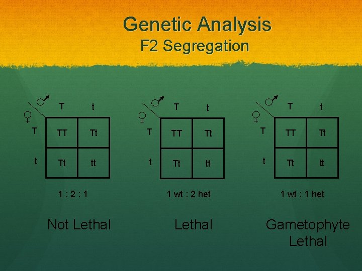 Genetic Analysis F 2 Segregation T t T TT Tt tt 1: 2: 1