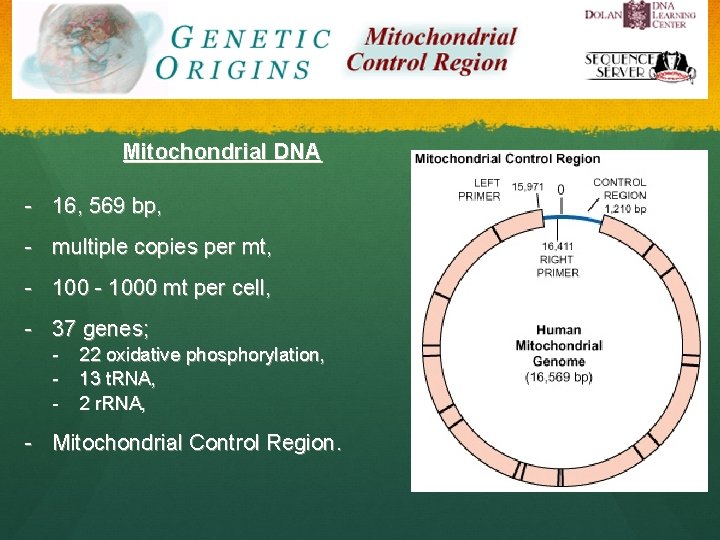 Mitochondrial DNA - 16, 569 bp, - multiple copies per mt, - 1000 mt