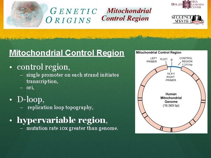 Mitochondrial Control Region • control region, – single promoter on each strand initiates transcription,