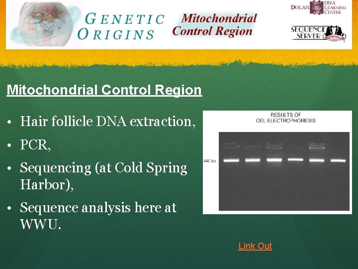 Mitochondrial Control Region • Hair follicle DNA extraction, • PCR, • Sequencing (at Cold