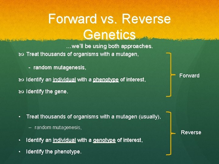 Forward vs. Reverse Genetics …we’ll be using both approaches. Treat thousands of organisms with