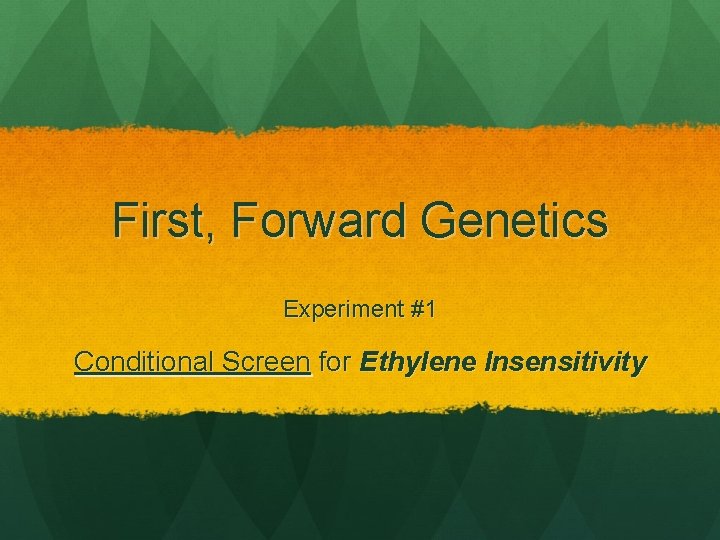 First, Forward Genetics Experiment #1 Conditional Screen for Ethylene Insensitivity 