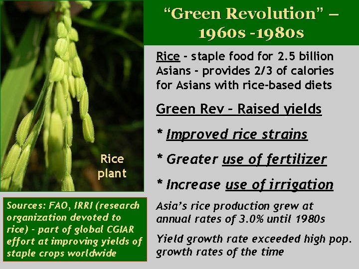 “Green Revolution” – 1960 s -1980 s Rice - staple food for 2. 5