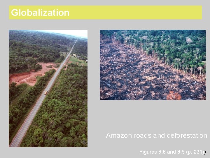 Globalization Amazon roads and deforestation Figures 8. 8 and 8. 9 (p. 231)) 