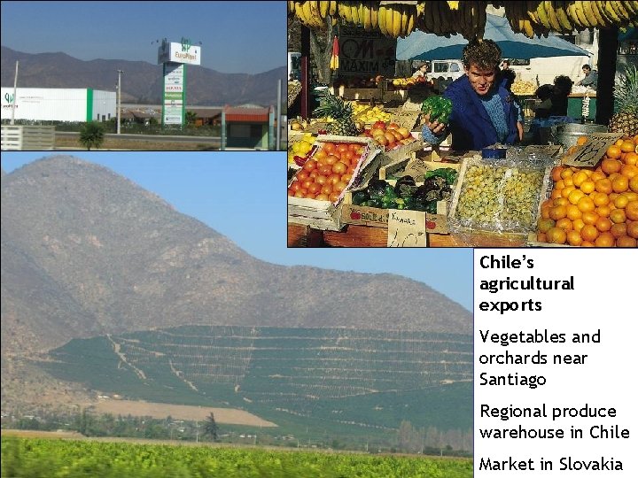 Chile’s agricultural exports Vegetables and orchards near Santiago Regional produce warehouse in Chile Market