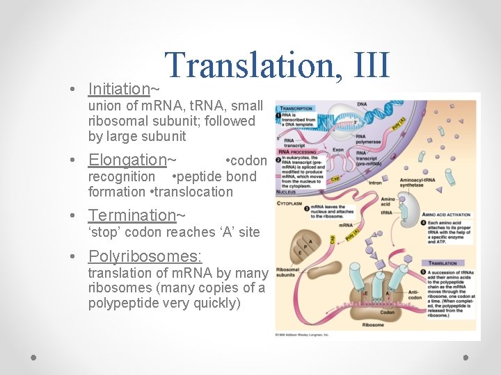  • Translation, III Initiation~ union of m. RNA, t. RNA, small ribosomal subunit;