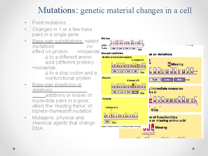 Mutations: genetic material changes in a cell • • • Point mutations…. Changes in
