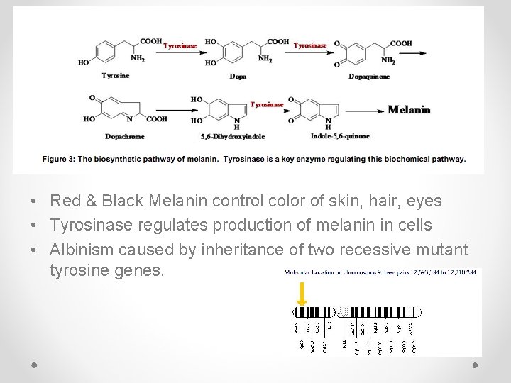  • Red & Black Melanin control color of skin, hair, eyes • Tyrosinase