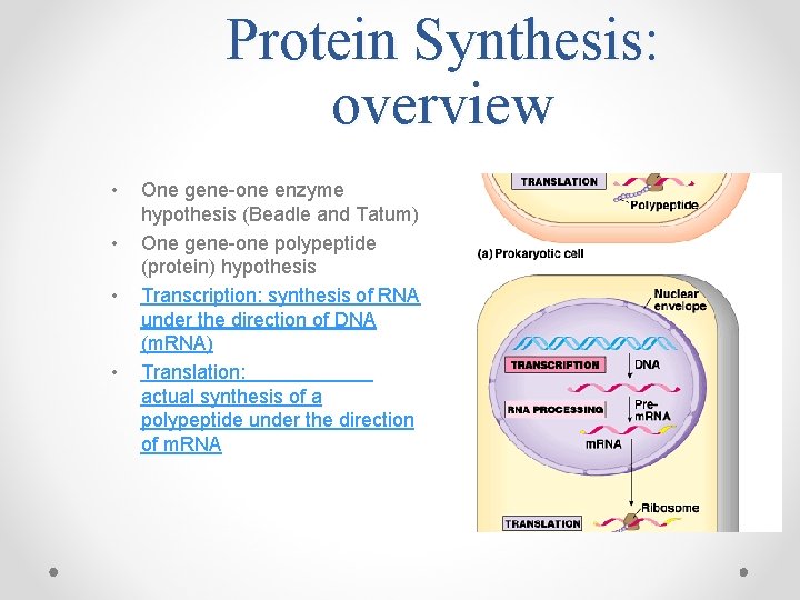 Protein Synthesis: overview • • One gene-one enzyme hypothesis (Beadle and Tatum) One gene-one