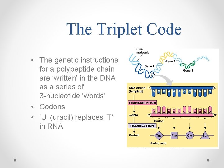 The Triplet Code • The genetic instructions for a polypeptide chain are ‘written’ in