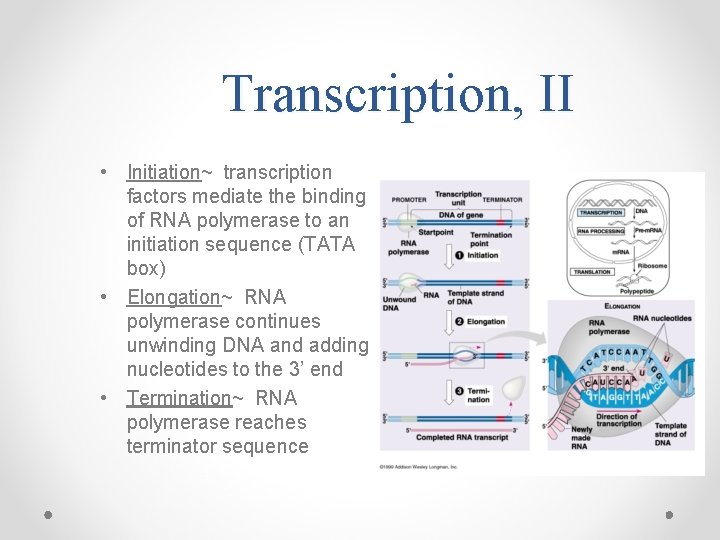Transcription, II • Initiation~ transcription factors mediate the binding of RNA polymerase to an