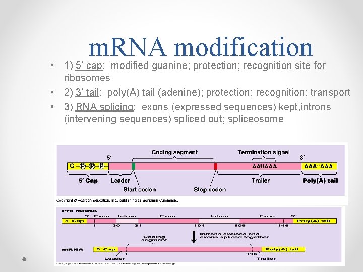 m. RNA modification • 1) 5’ cap: modified guanine; protection; recognition site for ribosomes