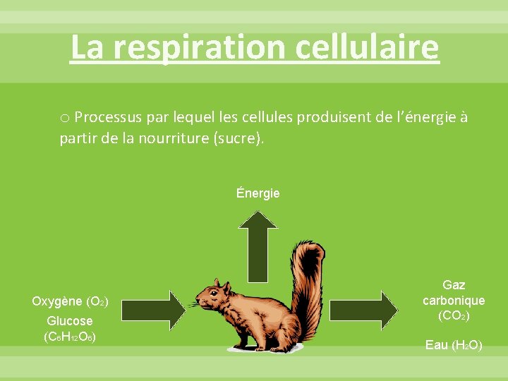 La respiration cellulaire o Processus par lequel les cellules produisent de l’énergie à partir