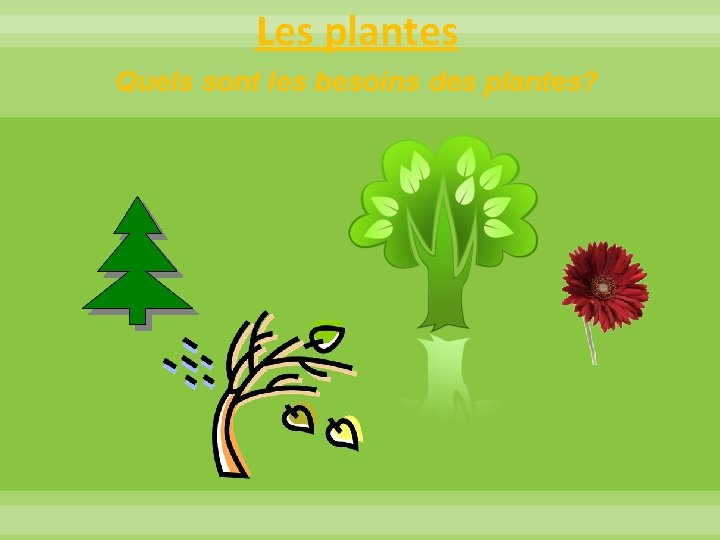 Les plantes Quels sont les besoins des plantes? 