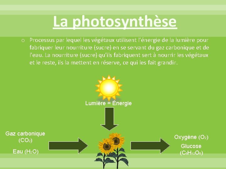 La photosynthèse o Processus par lequel les végétaux utilisent l’énergie de la lumière pour