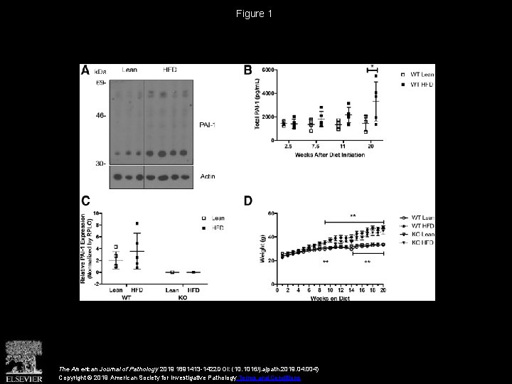 Figure 1 The American Journal of Pathology 2019 1891413 -1422 DOI: (10. 1016/j. ajpath.