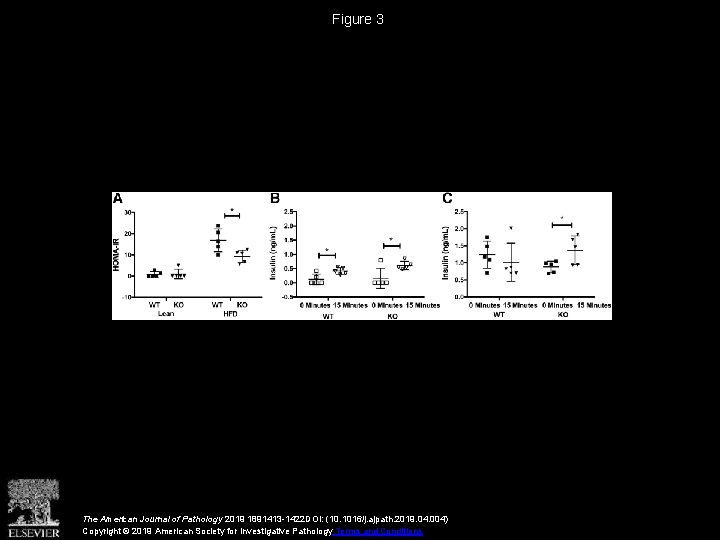 Figure 3 The American Journal of Pathology 2019 1891413 -1422 DOI: (10. 1016/j. ajpath.