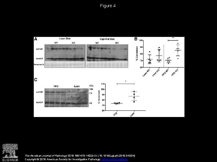 Figure 4 The American Journal of Pathology 2019 1891413 -1422 DOI: (10. 1016/j. ajpath.