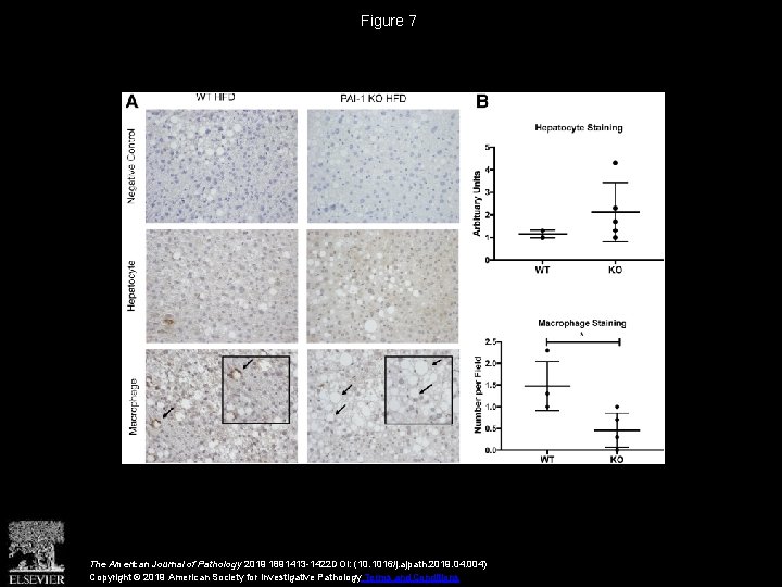 Figure 7 The American Journal of Pathology 2019 1891413 -1422 DOI: (10. 1016/j. ajpath.