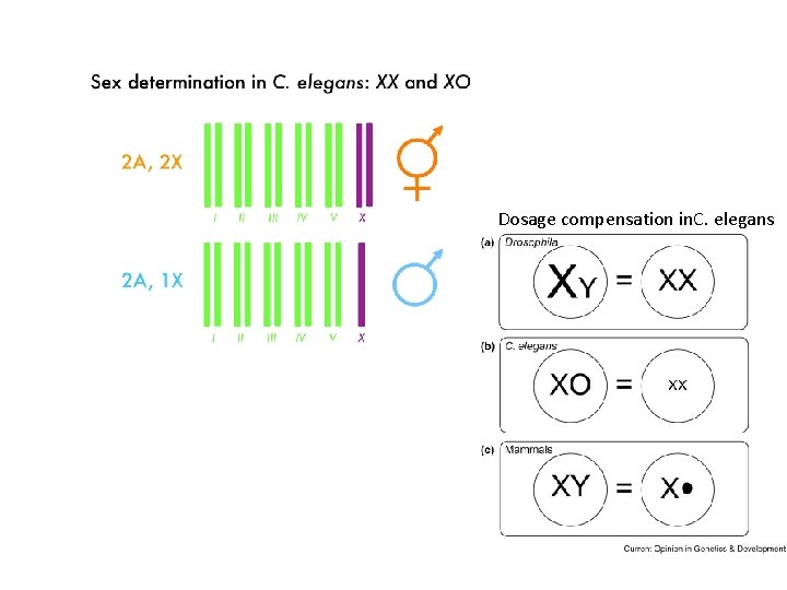 Dosage compensation in. C. elegans 