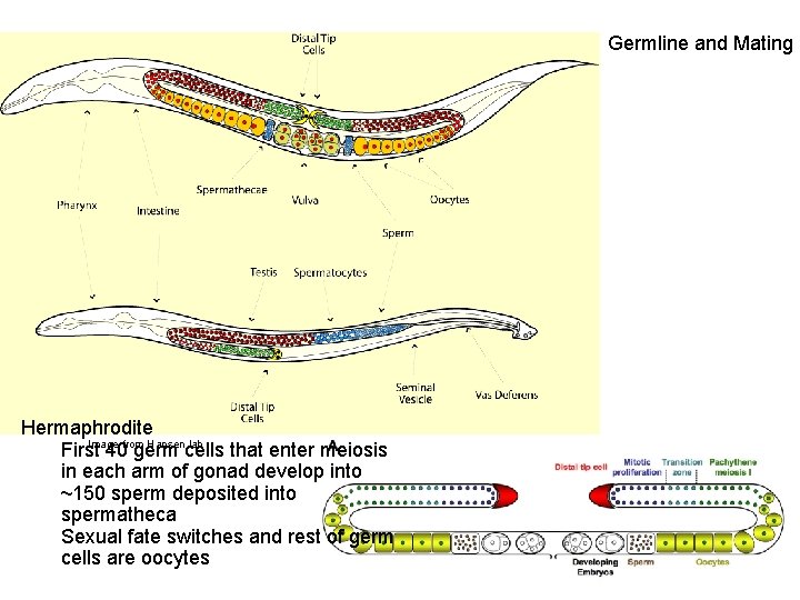 Germline and Mating Hermaphrodite Image from Hansen lab First 40 germ cells that enter