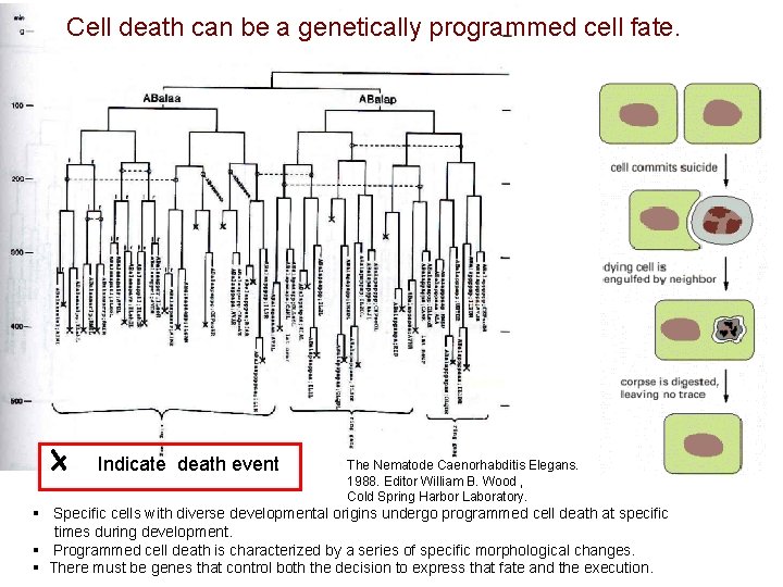 Cell death can be a genetically programmed cell fate. Indicate death event The Nematode