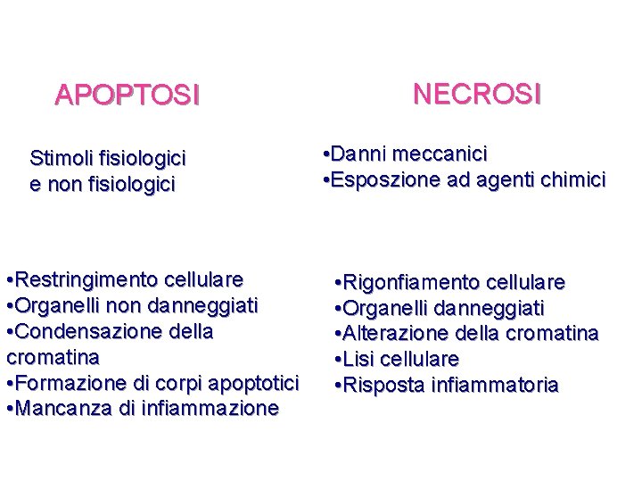 APOPTOSI Stimoli fisiologici e non fisiologici • Restringimento cellulare • Organelli non danneggiati •