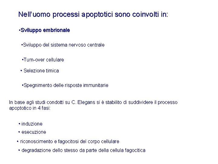 Nell’uomo processi apoptotici sono coinvolti in: • Sviluppo embrionale • Sviluppo del sistema nervoso