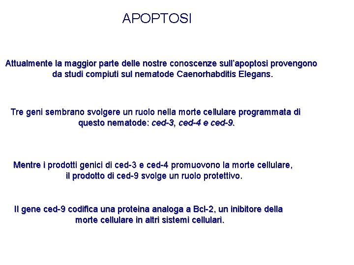 APOPTOSI Attualmente la maggior parte delle nostre conoscenze sull’apoptosi provengono da studi compiuti sul