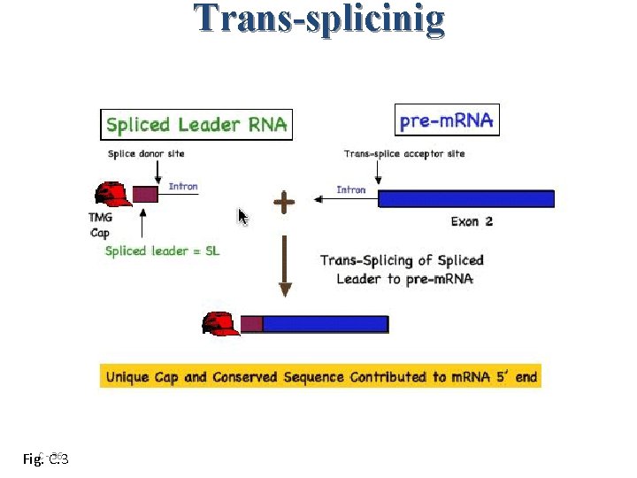 Trans-splicinig 36 Fig. C -C. 3 