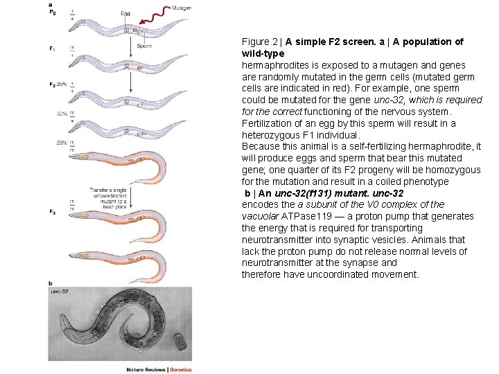 Figure 2 | A simple F 2 screen. a | A population of wild-type
