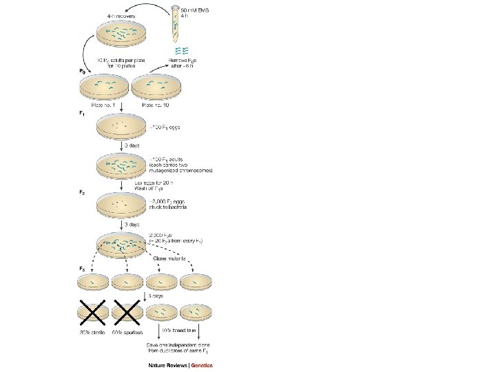 Caenorhabditis elegans THE GENETICS OF CAENORHABDITIS ELEGANS S