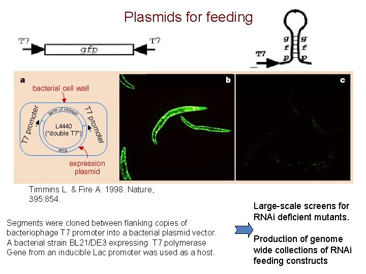 Plasmids for feeding Timmins L. & Fire A. 1998. Nature, 395: 854. Segments were