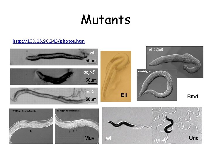 Mutants http: //130. 15. 90. 245/photos. htm Bli Muv wt Bmd trp-4 Unc 