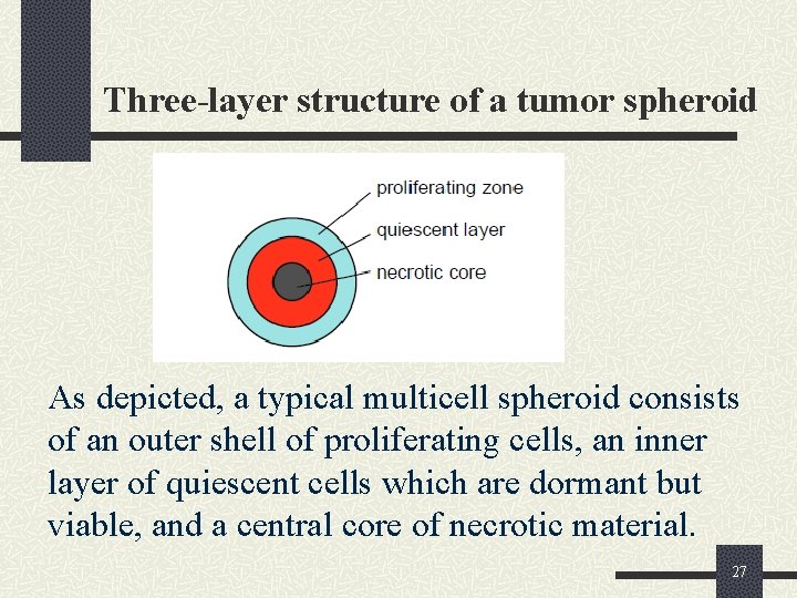 Three-layer structure of a tumor spheroid As depicted, a typical multicell spheroid consists of