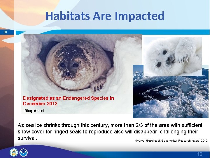 Habitats Are Impacted 10 Designated as an Endangered Species in December 2012 Ringed seal
