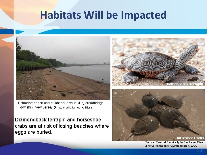 Habitats Will be Impacted Diamondback Terrapin Estuarine beach and bulkhead, Arthur Kills, Woodbridge Township,