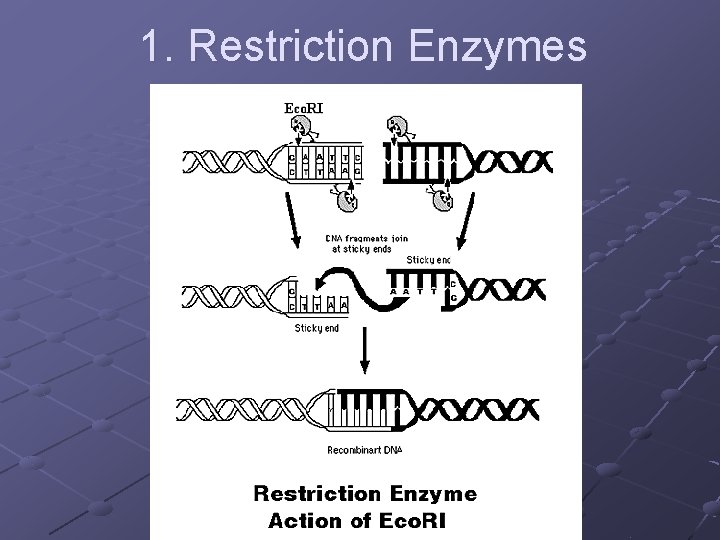 1. Restriction Enzymes 