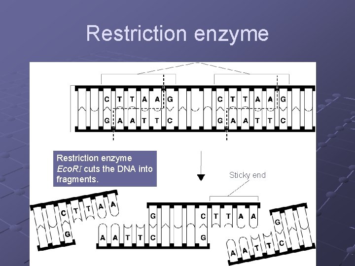 Restriction enzyme Eco. RI cuts the DNA into fragments. Sticky end 