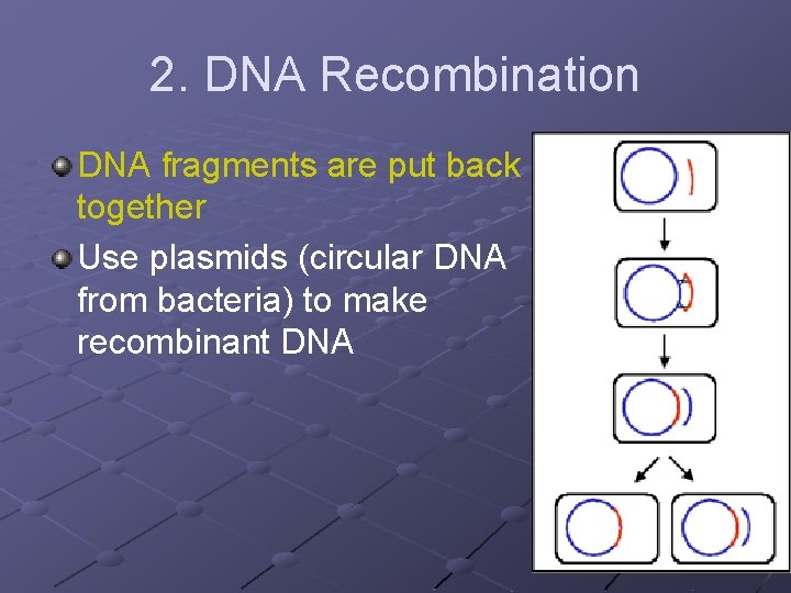 2. DNA Recombination DNA fragments are put back together Use plasmids (circular DNA from